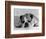 Bruce the Old English Bulldog Not Feeling His Best, November 1978-null-Framed Photographic Print