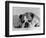 Bruce the Old English Bulldog Not Feeling His Best, November 1978-null-Framed Photographic Print