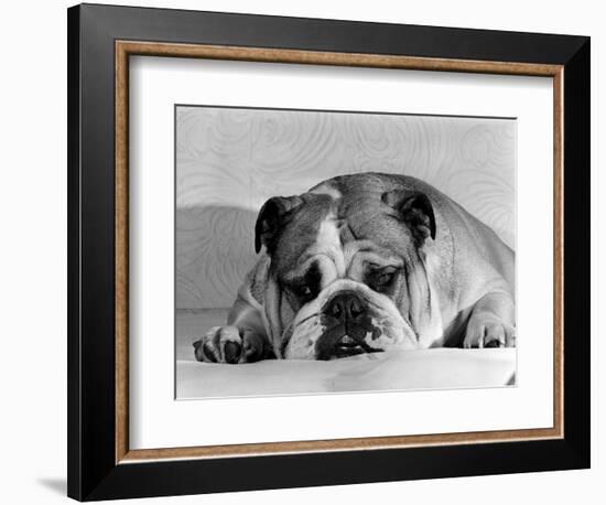 Bruce the Old English Bulldog Not Feeling His Best, November 1978--Framed Photographic Print