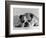 Bruce the Old English Bulldog Not Feeling His Best, November 1978-null-Framed Photographic Print