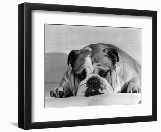 Bruce the Old English Bulldog Not Feeling His Best, November 1978--Framed Photographic Print