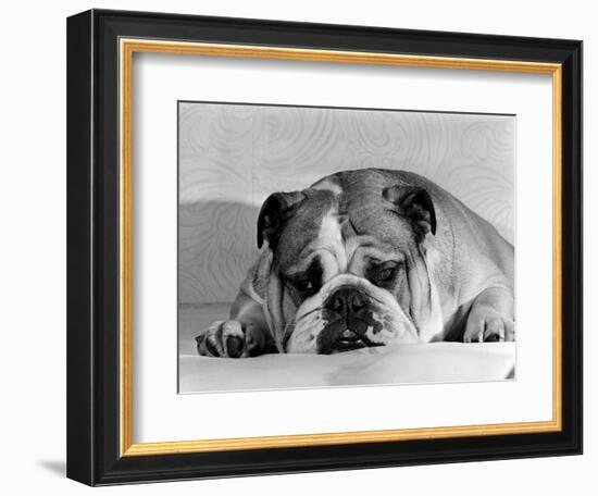 Bruce the Old English Bulldog Not Feeling His Best, November 1978-null-Framed Photographic Print