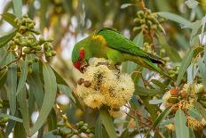 Green ringtail possum grooming on tree branch in rainforest-Bruce Thomson-Photographic Print