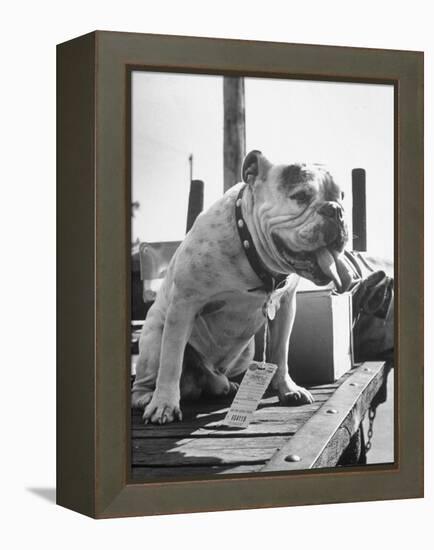 Bruiser Sitting on a Baggage Truck at the Station-Francis Miller-Framed Premier Image Canvas