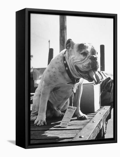 Bruiser Sitting on a Baggage Truck at the Station-Francis Miller-Framed Premier Image Canvas