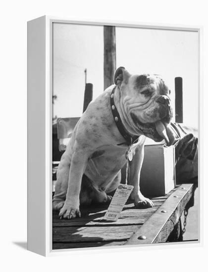 Bruiser Sitting on a Baggage Truck at the Station-Francis Miller-Framed Premier Image Canvas