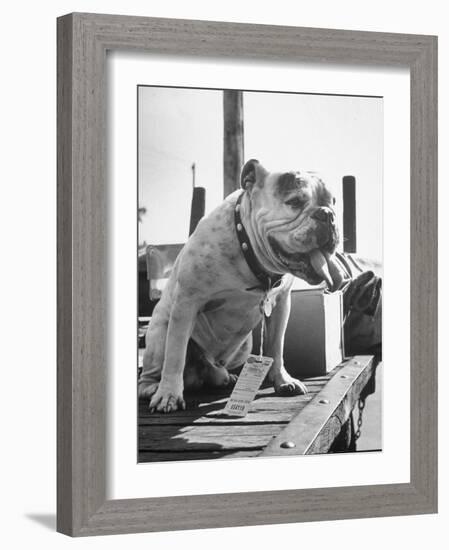 Bruiser Sitting on a Baggage Truck at the Station-Francis Miller-Framed Photographic Print