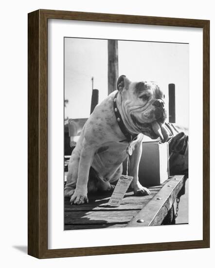 Bruiser Sitting on a Baggage Truck at the Station-Francis Miller-Framed Photographic Print