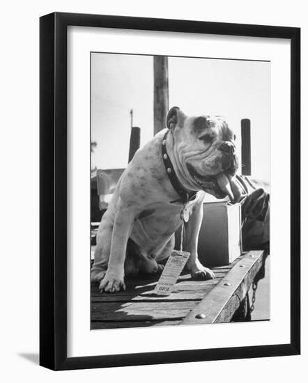 Bruiser Sitting on a Baggage Truck at the Station-Francis Miller-Framed Photographic Print