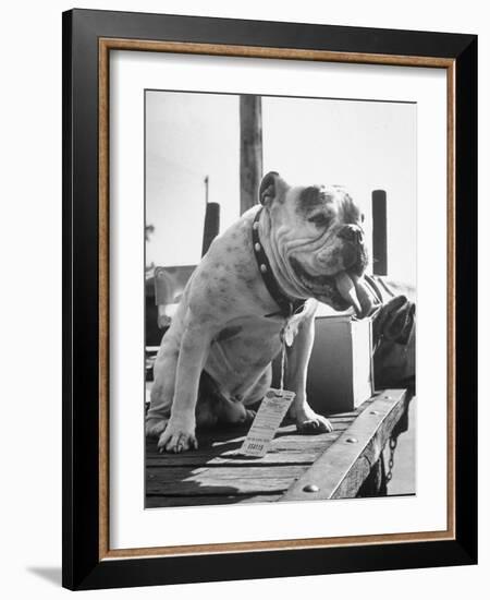 Bruiser Sitting on a Baggage Truck at the Station-Francis Miller-Framed Photographic Print