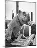 Bruiser Sitting on a Baggage Truck at the Station-Francis Miller-Mounted Photographic Print