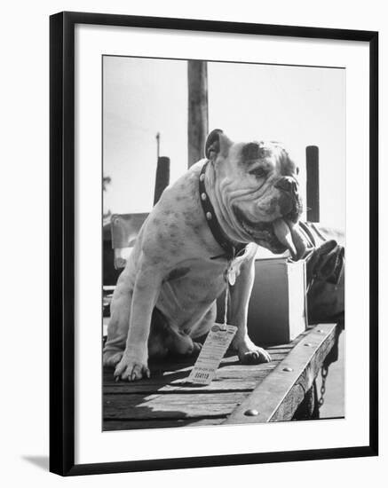 Bruiser Sitting on a Baggage Truck at the Station-Francis Miller-Framed Photographic Print