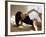 Brunette Stretching-null-Framed Photographic Print