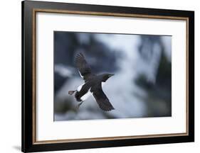 Brunnnich'S Guillemot (Uria Aalge) In Flight, Vardo, Norway, March-Markus Varesvuo-Framed Photographic Print