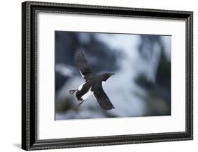 Brunnnich'S Guillemot (Uria Aalge) In Flight, Vardo, Norway, March-Markus Varesvuo-Framed Photographic Print