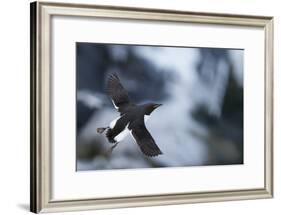 Brunnnich'S Guillemot (Uria Aalge) In Flight, Vardo, Norway, March-Markus Varesvuo-Framed Photographic Print