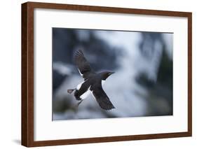 Brunnnich'S Guillemot (Uria Aalge) In Flight, Vardo, Norway, March-Markus Varesvuo-Framed Photographic Print