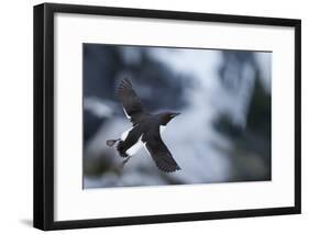 Brunnnich'S Guillemot (Uria Aalge) In Flight, Vardo, Norway, March-Markus Varesvuo-Framed Photographic Print
