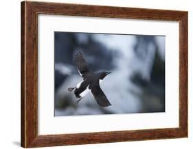 Brunnnich'S Guillemot (Uria Aalge) In Flight, Vardo, Norway, March-Markus Varesvuo-Framed Photographic Print