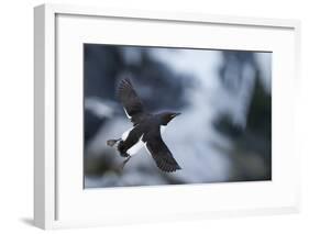 Brunnnich'S Guillemot (Uria Aalge) In Flight, Vardo, Norway, March-Markus Varesvuo-Framed Photographic Print