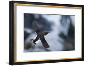 Brunnnich'S Guillemot (Uria Aalge) In Flight, Vardo, Norway, March-Markus Varesvuo-Framed Photographic Print