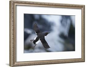 Brunnnich'S Guillemot (Uria Aalge) In Flight, Vardo, Norway, March-Markus Varesvuo-Framed Photographic Print
