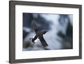Brunnnich'S Guillemot (Uria Aalge) In Flight, Vardo, Norway, March-Markus Varesvuo-Framed Photographic Print