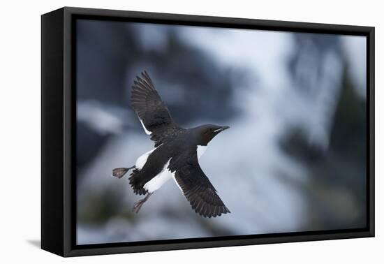 Brunnnich'S Guillemot (Uria Aalge) In Flight, Vardo, Norway, March-Markus Varesvuo-Framed Premier Image Canvas