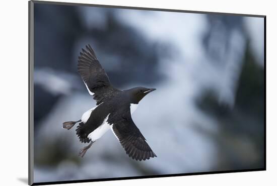 Brunnnich'S Guillemot (Uria Aalge) In Flight, Vardo, Norway, March-Markus Varesvuo-Mounted Photographic Print