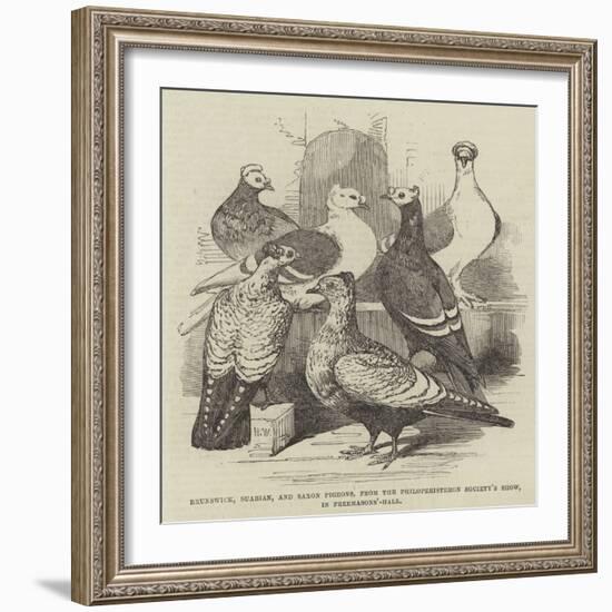 Brunswick, Suabian, and Saxon Pigeons, from the Philoperisteron Society's Show, in Freemasons'-Hall-Harrison William Weir-Framed Giclee Print