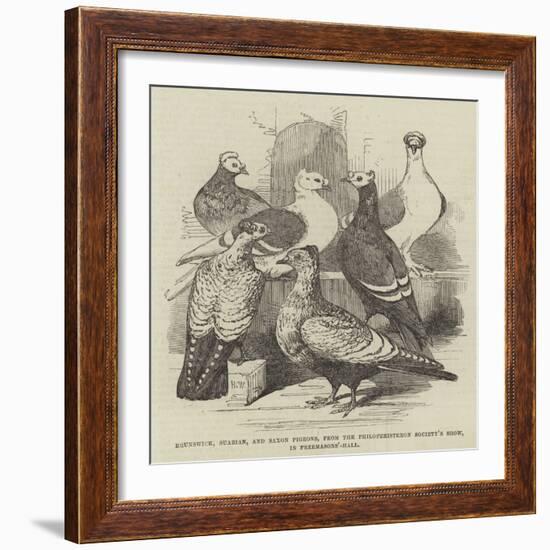 Brunswick, Suabian, and Saxon Pigeons, from the Philoperisteron Society's Show, in Freemasons'-Hall-Harrison William Weir-Framed Giclee Print