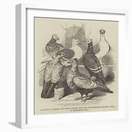 Brunswick, Suabian, and Saxon Pigeons, from the Philoperisteron Society's Show, in Freemasons'-Hall-Harrison William Weir-Framed Giclee Print