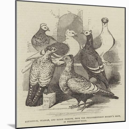 Brunswick, Suabian, and Saxon Pigeons, from the Philoperisteron Society's Show, in Freemasons'-Hall-Harrison William Weir-Mounted Giclee Print