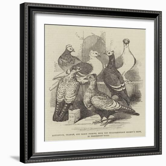 Brunswick, Suabian, and Saxon Pigeons, from the Philoperisteron Society's Show, in Freemasons'-Hall-Harrison William Weir-Framed Giclee Print