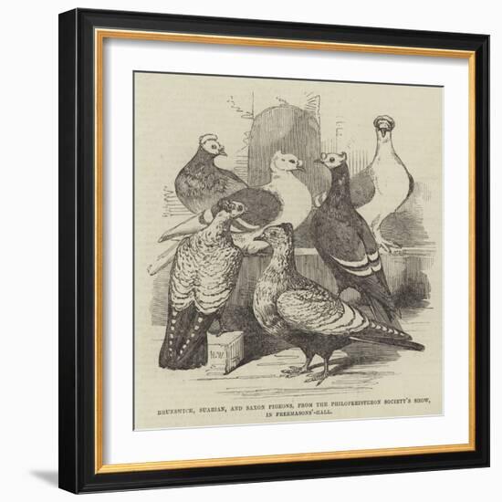 Brunswick, Suabian, and Saxon Pigeons, from the Philoperisteron Society's Show, in Freemasons'-Hall-Harrison William Weir-Framed Giclee Print