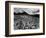 Brush and Mountains, Desert Landscape, c.1960-Brett Weston-Framed Photographic Print