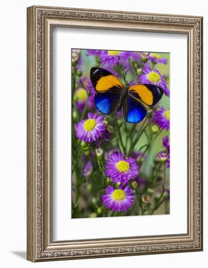 Brush-Footed Butterfly, Callithea Davisi on Orchard-Darrell Gulin-Framed Photographic Print