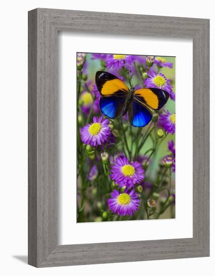 Brush-Footed Butterfly, Callithea Davisi on Orchard-Darrell Gulin-Framed Photographic Print