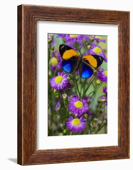 Brush-Footed Butterfly, Callithea Davisi on Orchard-Darrell Gulin-Framed Photographic Print