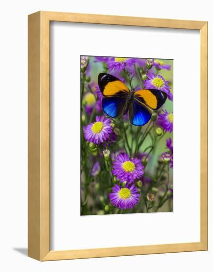Brush-Footed Butterfly, Callithea Davisi on Orchard-Darrell Gulin-Framed Photographic Print
