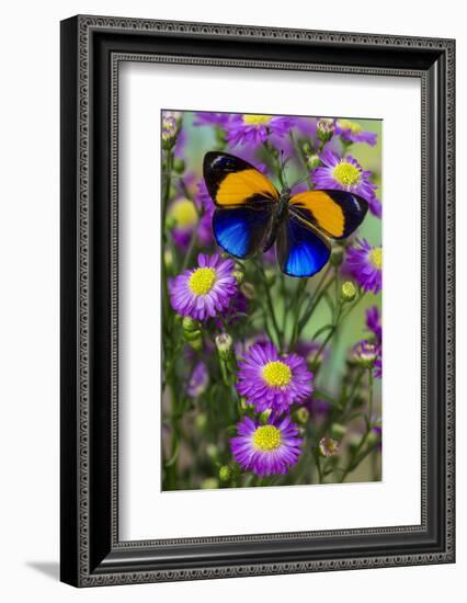 Brush-Footed Butterfly, Callithea Davisi on Orchard-Darrell Gulin-Framed Photographic Print