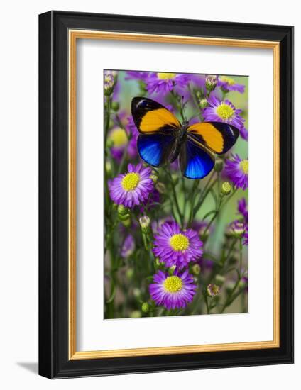 Brush-Footed Butterfly, Callithea Davisi on Orchard-Darrell Gulin-Framed Photographic Print