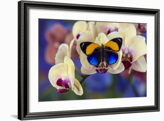 Brush-Footed Butterfly, Callithea Davisi on Orchid-Darrell Gulin-Framed Photographic Print