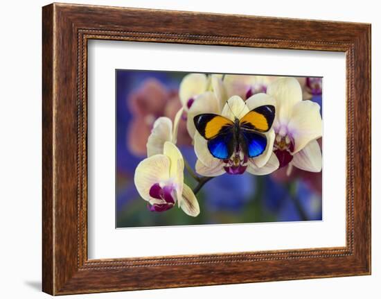 Brush-Footed Butterfly, Callithea Davisi on Orchid-Darrell Gulin-Framed Photographic Print