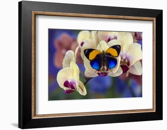 Brush-Footed Butterfly, Callithea Davisi on Orchid-Darrell Gulin-Framed Photographic Print