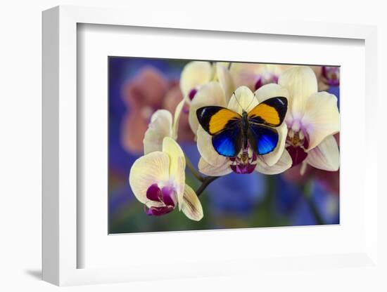 Brush-Footed Butterfly, Callithea Davisi on Orchid-Darrell Gulin-Framed Photographic Print