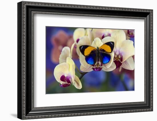Brush-Footed Butterfly, Callithea Davisi on Orchid-Darrell Gulin-Framed Photographic Print