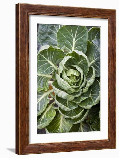 Brussels Sprout Plant-Jon Stokes-Framed Photographic Print