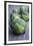 Brussels Sprouts (Brassica Oleracea)-Maxine Adcock-Framed Photographic Print