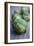 Brussels Sprouts (Brassica Oleracea)-Maxine Adcock-Framed Photographic Print